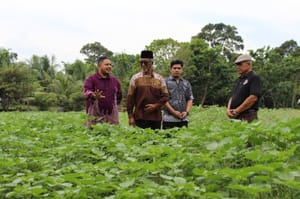 Kenaf: A Crop for the Future