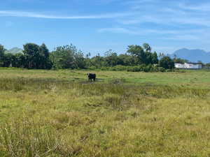 Rewang: A Wonderful Malay Tradition Losing Out To Urban Living