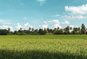 Securing a Future for Malaysia's Paddy Farming