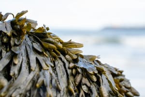 Seaweed as a Pillar for Aquaculture and Food Security