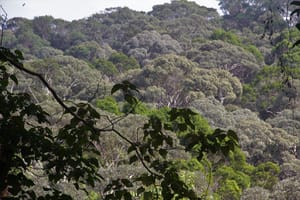 Penang National Park: A Treasure Trove of Biodiversity That Can Only Get Better