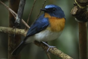 Birding in Penang Offers a Lifestyle Rich in Experiences